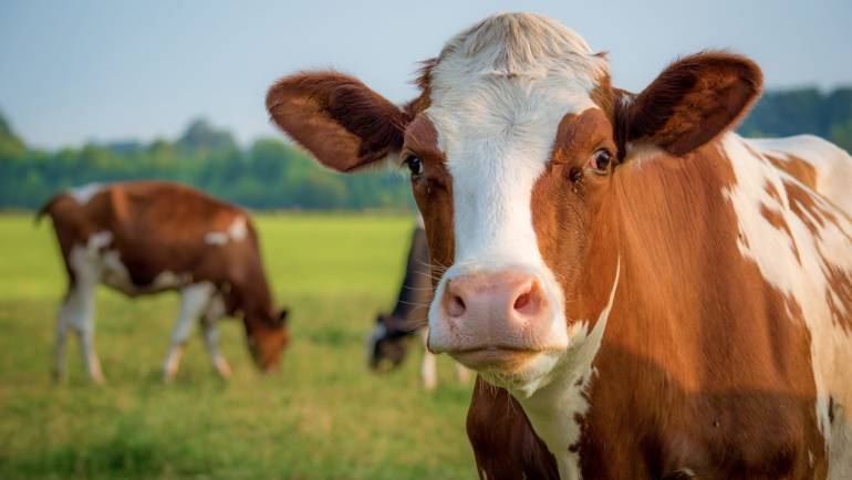 کشورهای برتر تولید کننده شیر گاو